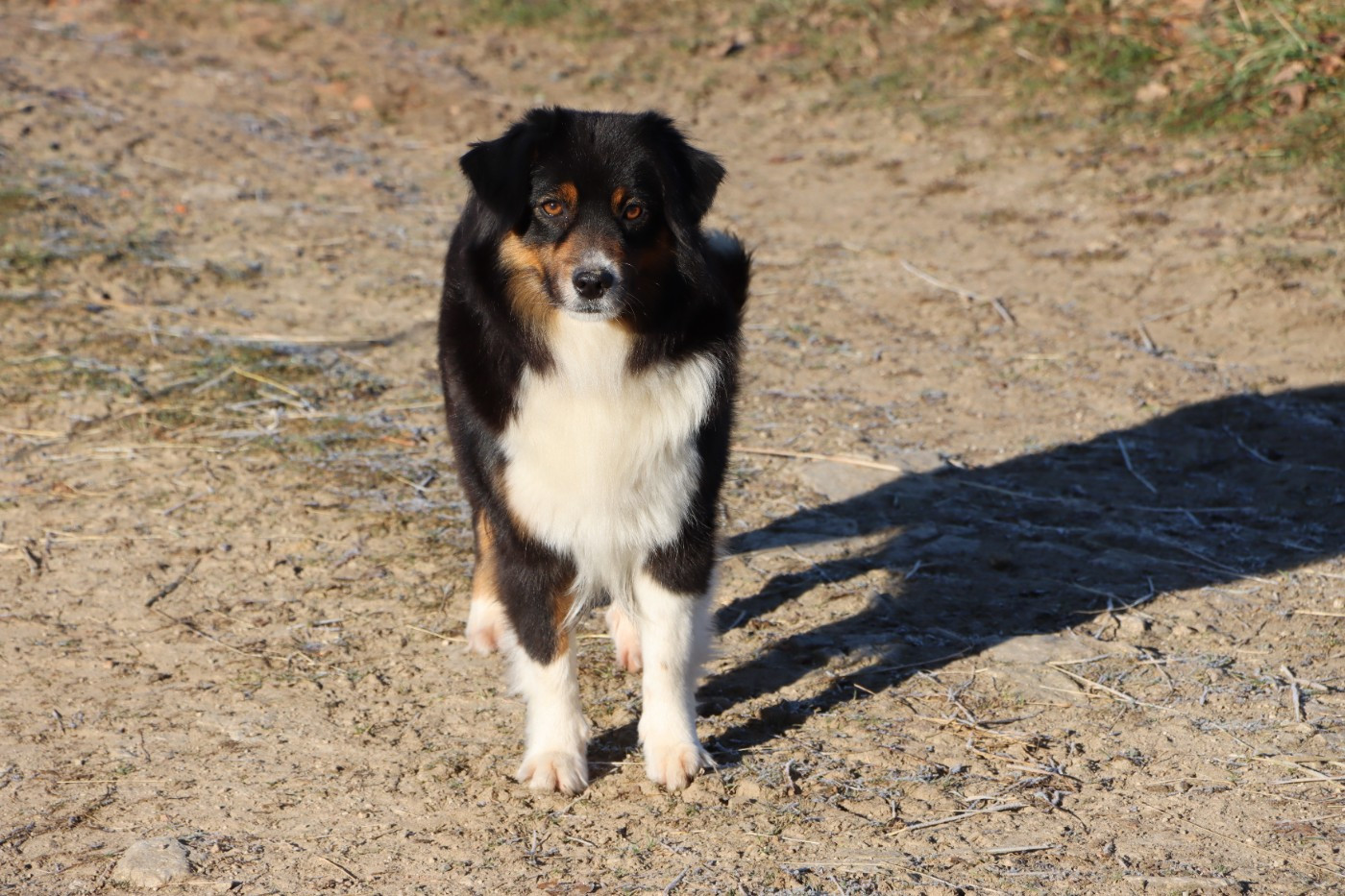 Santiana daiza du Domaine de la Pachamama