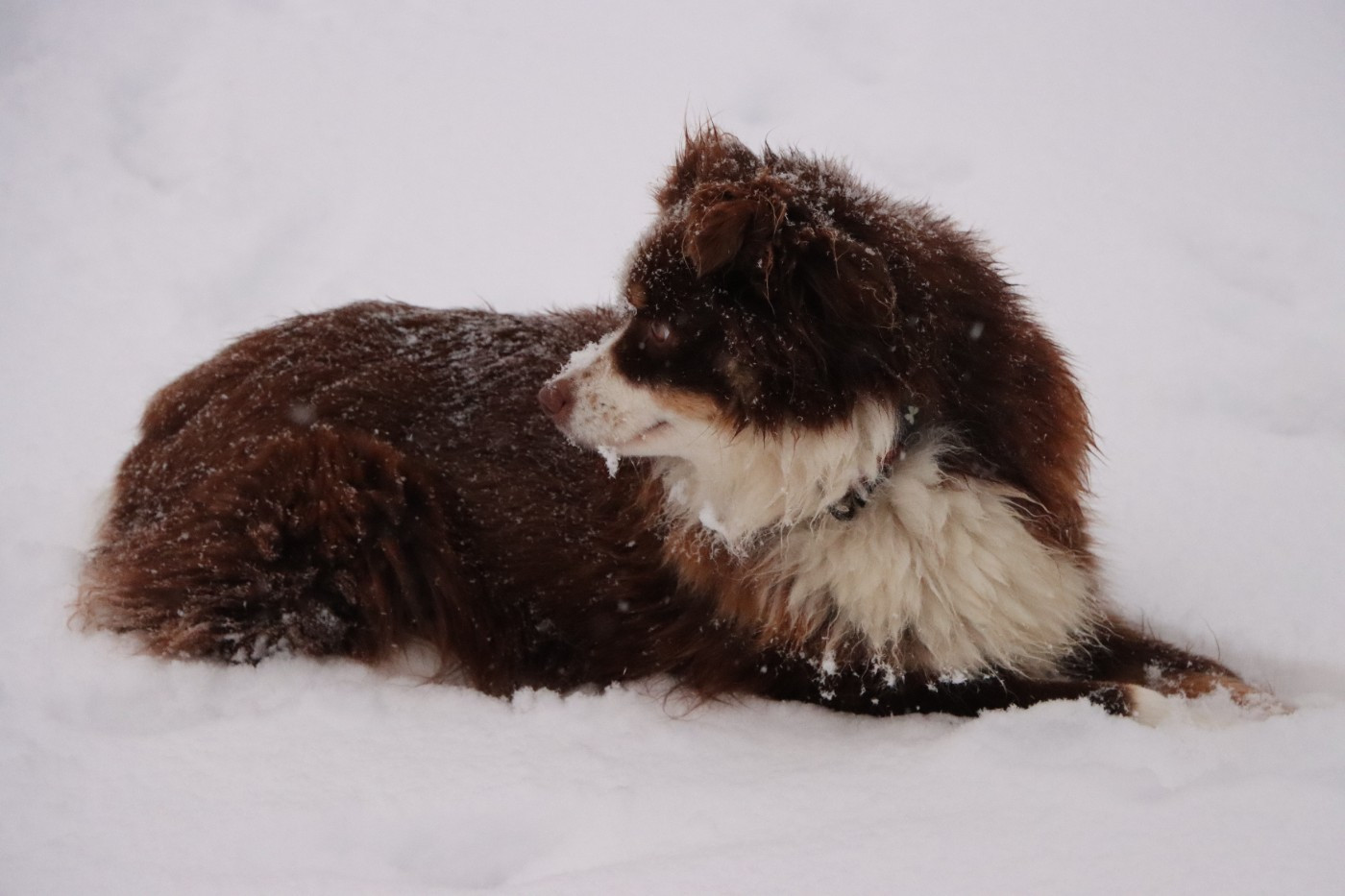 Tahiti Du Domaine De Zakur