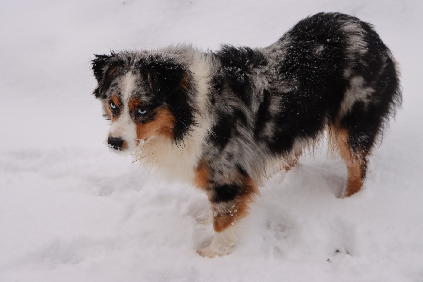 Aïoli (Sans Affixe)