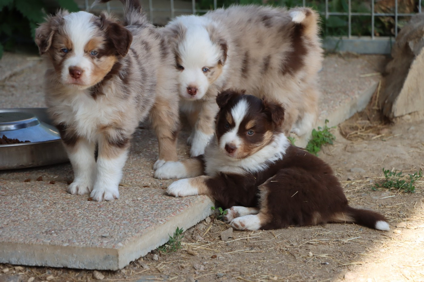 Chiots disponibles