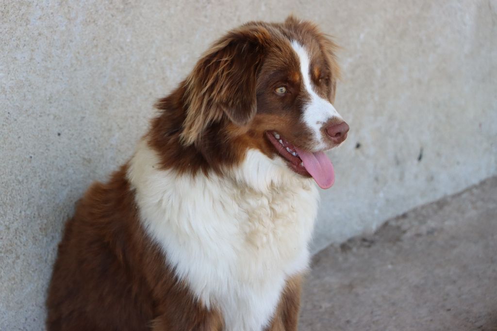 LILI attend ses nouveaux maîtres !