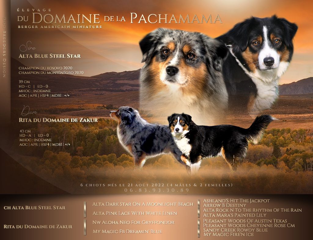 Aurum Loom - Berger Américain Miniature  - Portée née le 21/08/2022