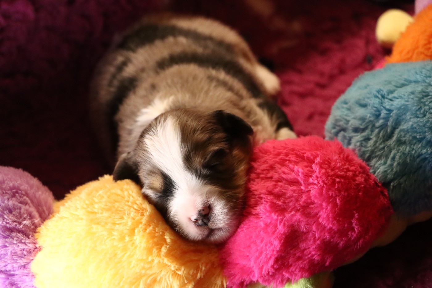 Aurum Loom - Chiots disponibles - Berger Américain Miniature 