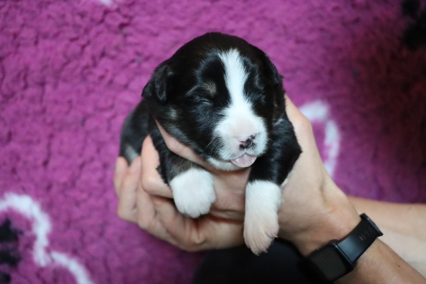 Aurum Loom - Chiots disponibles - Berger Américain Miniature 