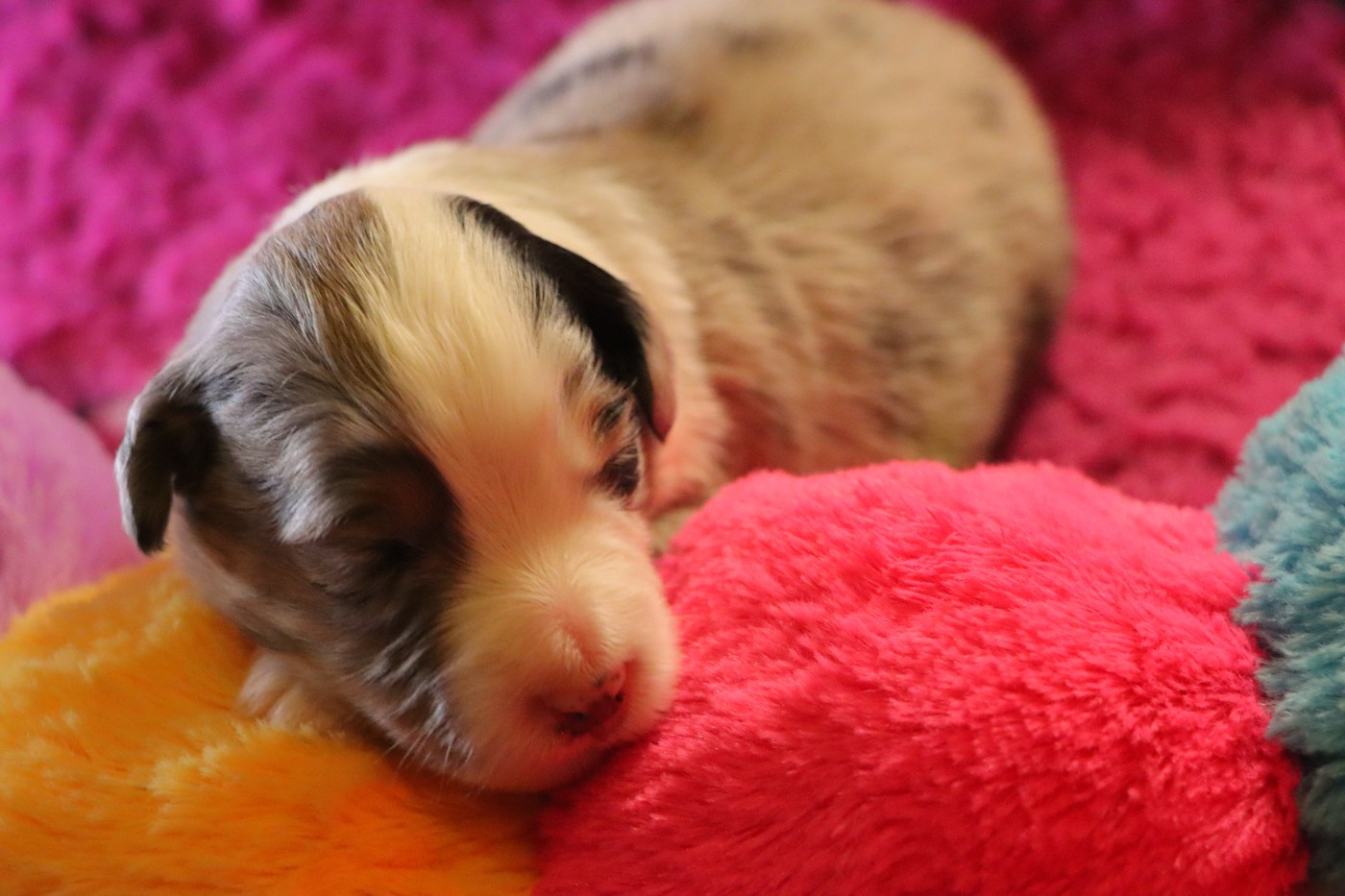 Aurum Loom - Chiots disponibles - Berger Américain Miniature 