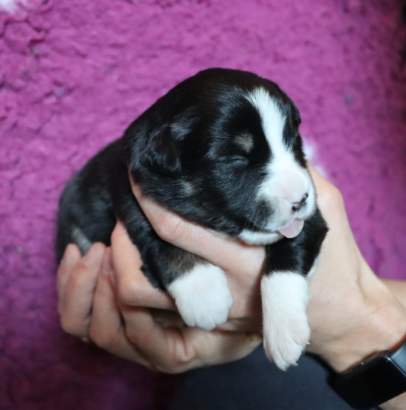 Chiot Berger Américain Miniature  Aurum Loom