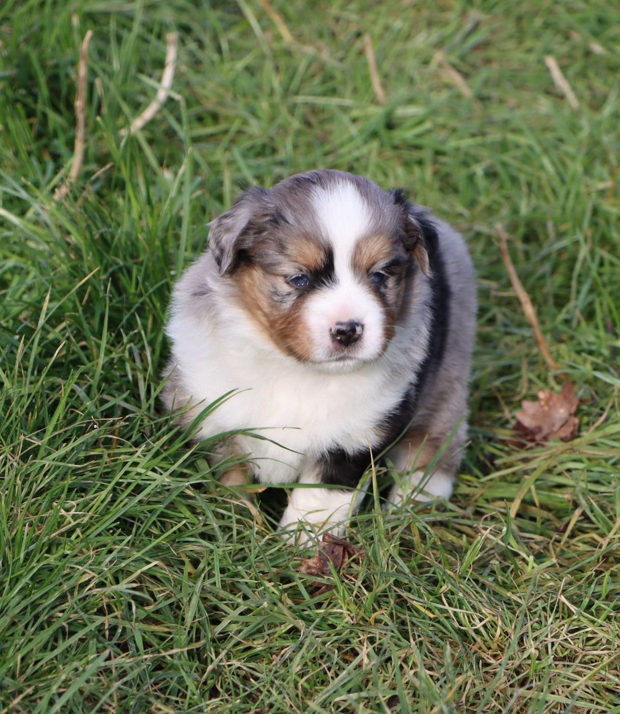 Aurum Loom - Chiots disponibles - Berger Américain Miniature 