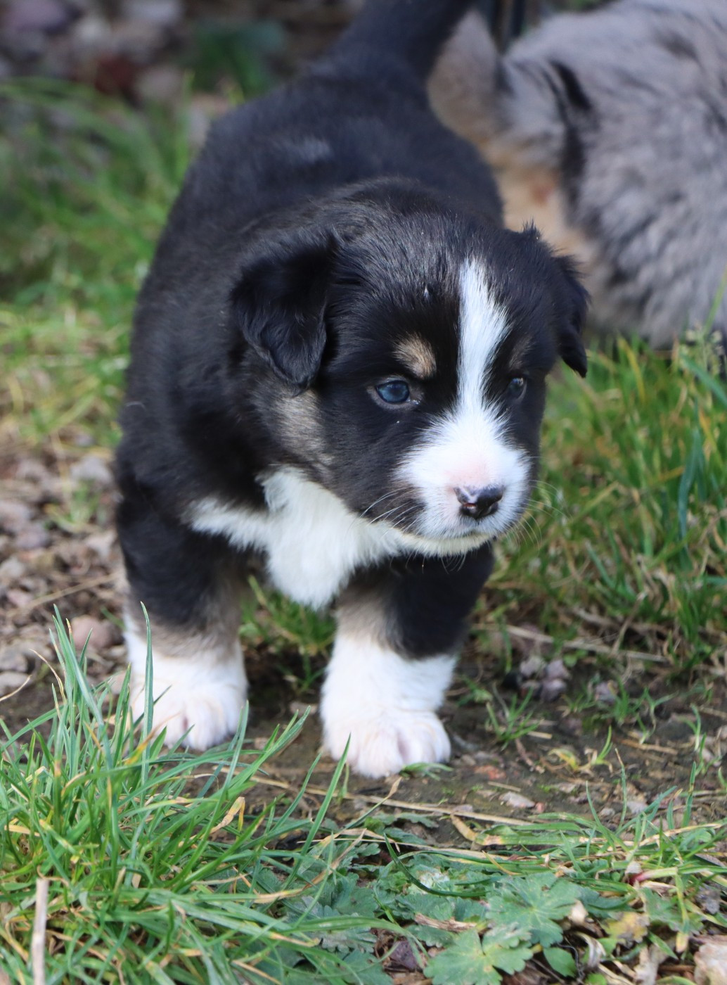 Aurum Loom - Chiots disponibles - Berger Américain Miniature 