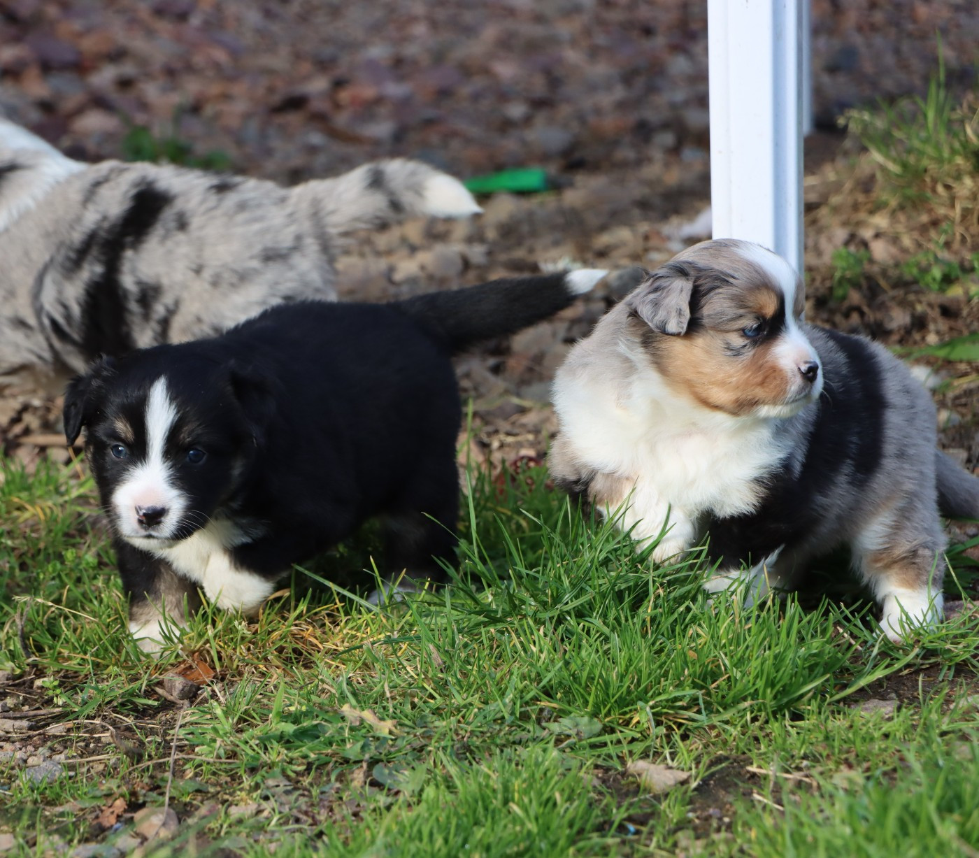 Aurum Loom - Berger Américain Miniature  - Portée née le 20/12/2025