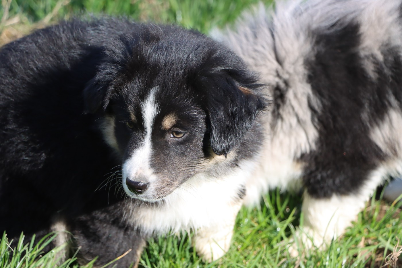 Aurum Loom - Chiots disponibles - Berger Américain Miniature 