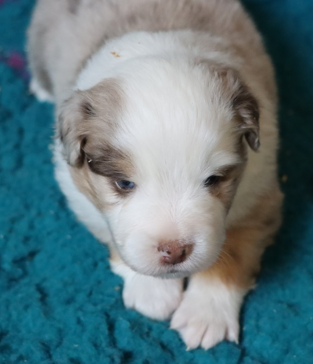 Aurum Loom - Chiots disponibles - Berger Américain Miniature 