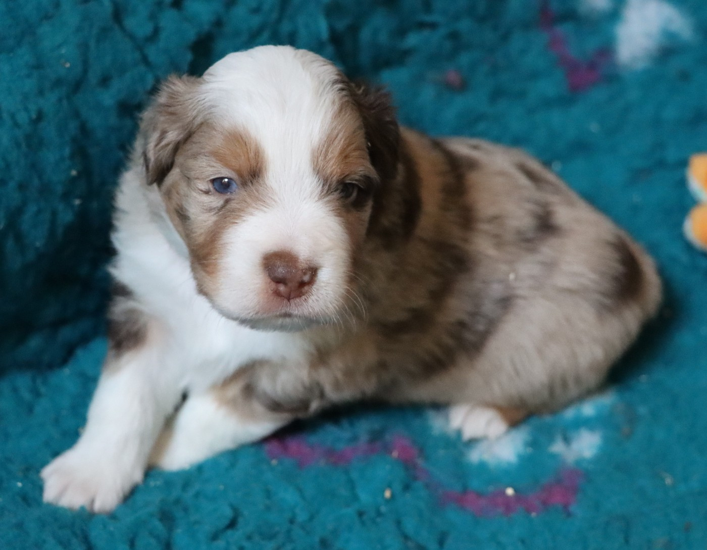 Aurum Loom - Chiots disponibles - Berger Américain Miniature 