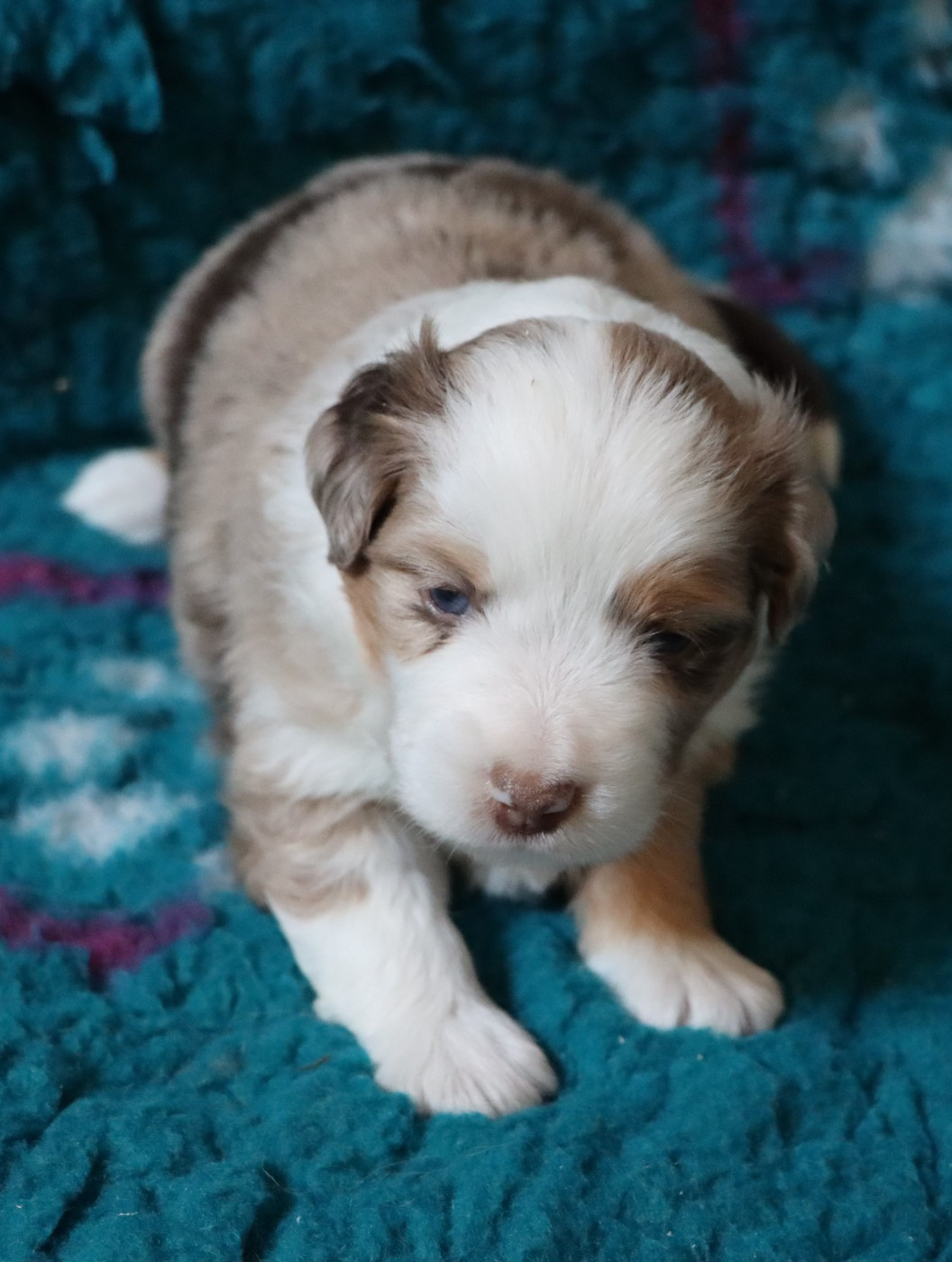 Aurum Loom - Chiots disponibles - Berger Américain Miniature 