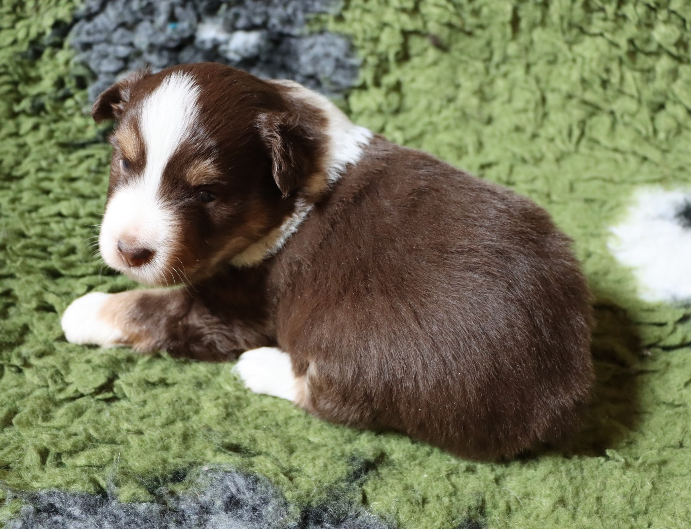 Aurum Loom - Chiots disponibles - Berger Américain Miniature 