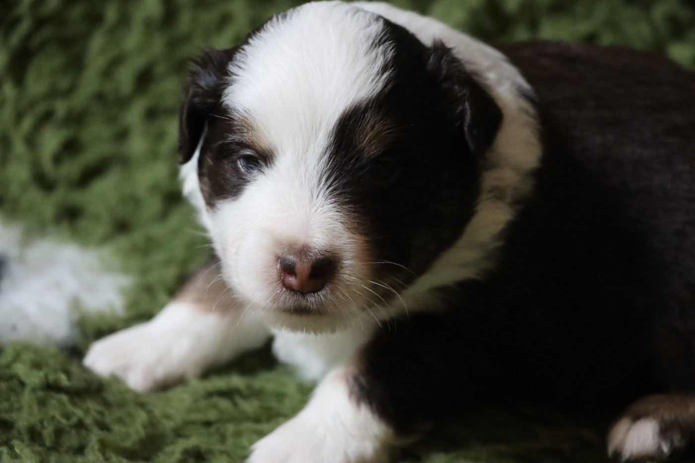 Aurum Loom - Chiots disponibles - Berger Américain Miniature 