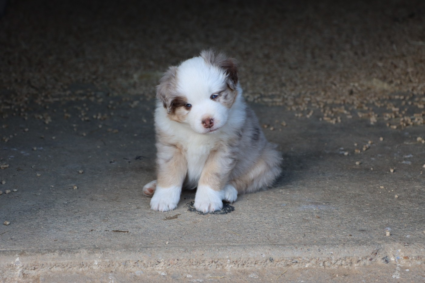 Aurum Loom - Chiots disponibles - Berger Américain Miniature 