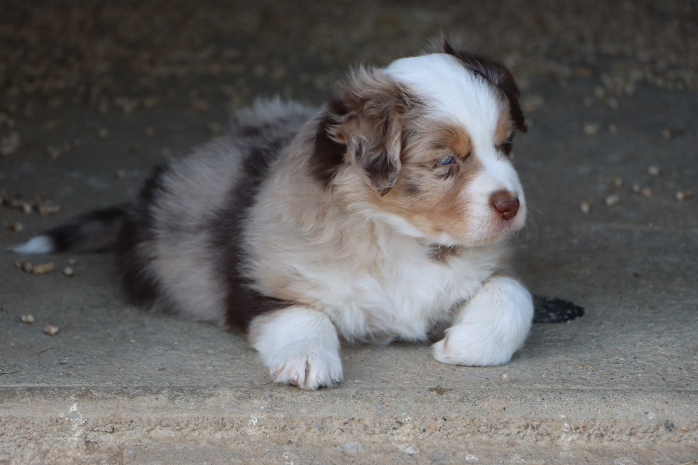 Aurum Loom - Chiots disponibles - Berger Américain Miniature 