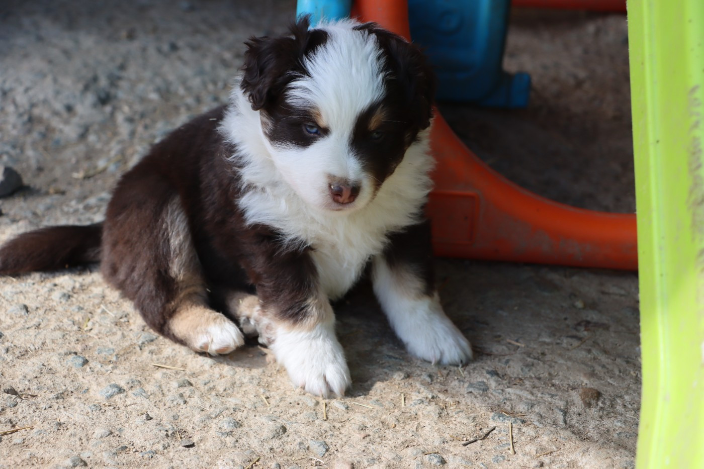 Aurum Loom - Chiots disponibles - Berger Américain Miniature 