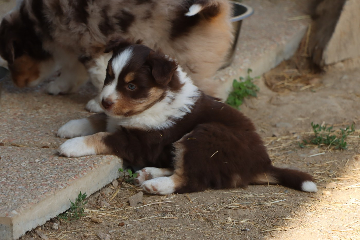 Aurum Loom - Chiots disponibles - Berger Américain Miniature 