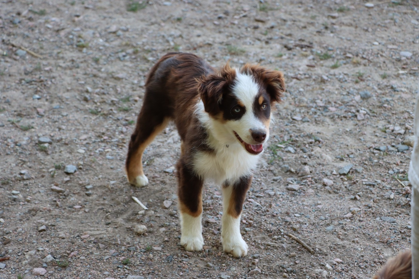 Aurum Loom - Chiots disponibles - Berger Américain Miniature 