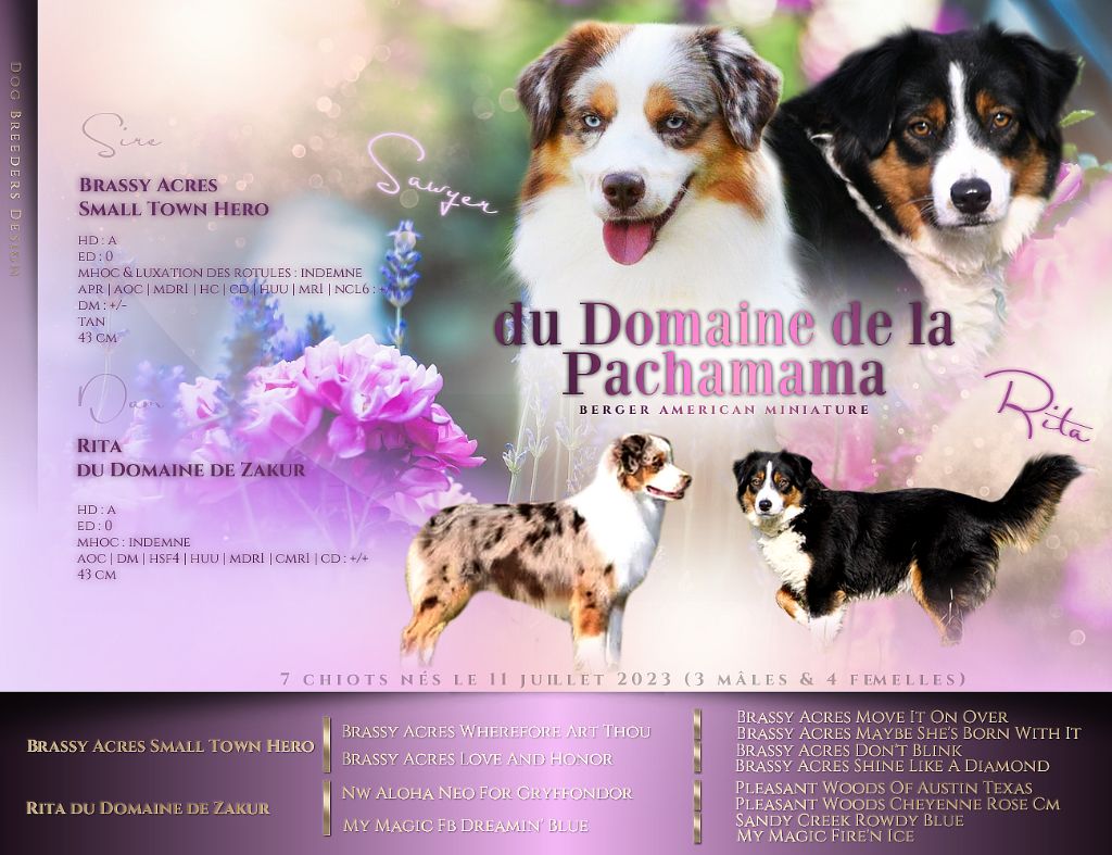 Aurum Loom - Berger Américain Miniature  - Portée née le 11/07/2023