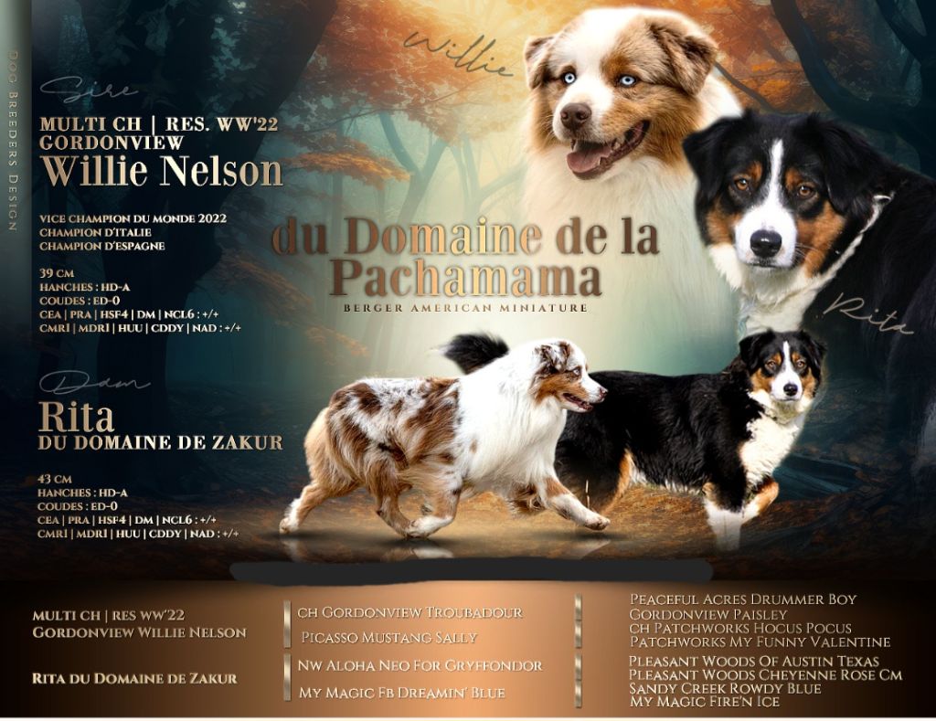 Aurum Loom - Berger Américain Miniature  - Portée née le 27/10/2024