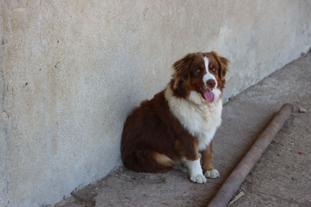 Aurum Loom - Chiots disponibles - Berger Américain Miniature 