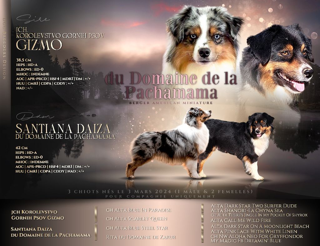 Aurum Loom - Berger Américain Miniature  - Portée née le 03/03/2024