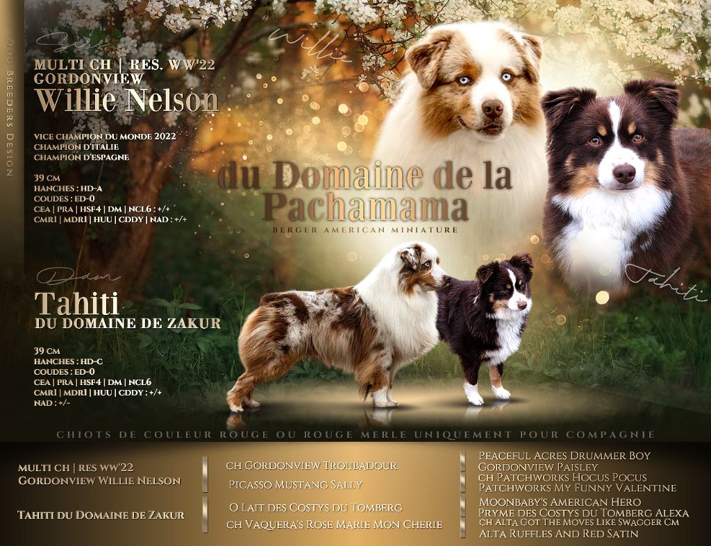 Aurum Loom - Berger Américain Miniature  - Portée née le 12/09/2024