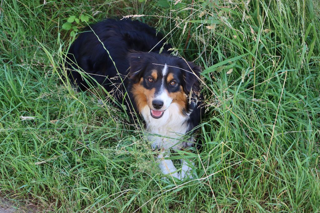 Aurum Loom - Chiots disponibles - Berger Américain Miniature 